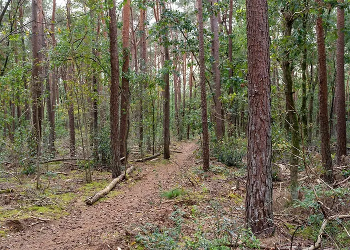 In Gelderland Near Woodlands Semesterbostad Hattemerbroek